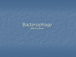 Bacteria Phage Hilla Lee Viener