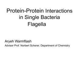 Protein-Protein Interactions in Single Bacteria Flagella
