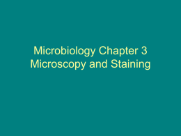 Microbiology Chapter 3 Microscopy and Staining