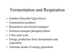 Fermentation and Respiration
