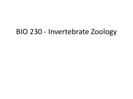 BIO 230 - Invertebrate Zoology