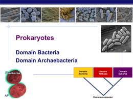 Prokaryotes - Biology Junction