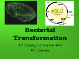 Bacterial Transformation - Baldwinsville Central School