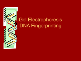 Gel Electrophoresis DNA Fingerprinting