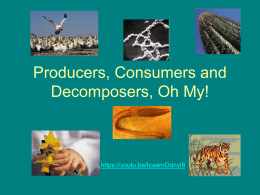 Producers, Consumers and Decomposers, Oh My!