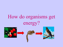 How do organisms get energy? - Marana Unified School District