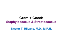 Gram + Bacteria (Cocci): Staphylococcus & Streptococcus