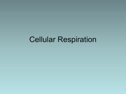 Cellular Respiration