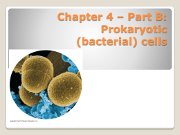 Chapter 4 – Part B: Prokaryotic (bacterial) cells