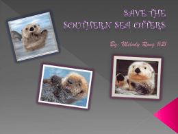 Save The Southern Sea Otters