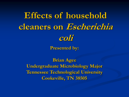 Effects of household cleaners on Escherichia coli