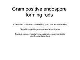 Gram positive endospore forming rods