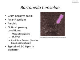 Bartonella henslae - University of Louisville