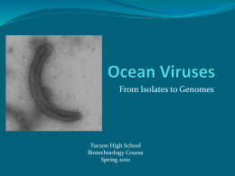 Ocean Viruses - The University of Arizona, Ecology and