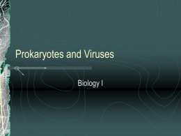 Prokaryotes and Viruses - shsbiology / FrontPage