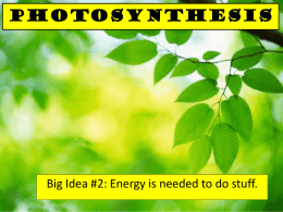 Photosynthesis - Downtown Magnets High School