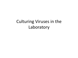 Culturing Viruses in the Laboratory