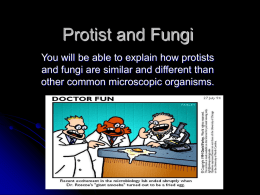 Protist and Fungi