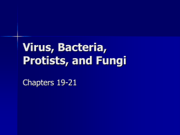 Virus, Bacteria, and Fungi
