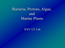Bacteria, Protists, and Algae - University of San Diego Home Pages