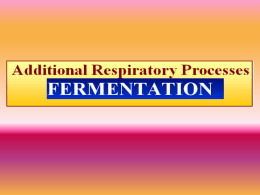 Cell Respiration Basics