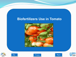 biofertilisers in tomato