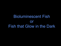Where do bioluminescent fish live? shallow Middle depth Deep
