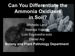 Can You Differentiate the Ammonia Oxidizers