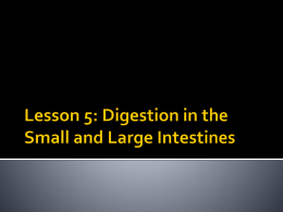 Lesson 4 Digestioninsmallandlargeintestines