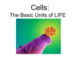 What is a Cell?!