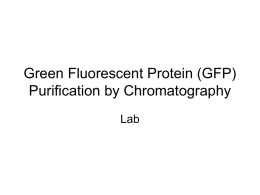 Green Fluorescent Protein_GFP_Purification by