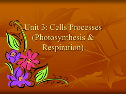 Unit 3 Photosynthesis & Cellular Respiration Notes