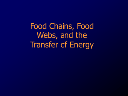 Food Webs and Energy Transfer 3