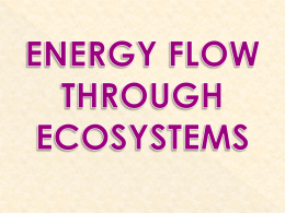 power point: energy flow through ecosystems