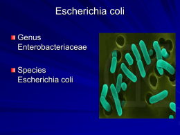 E coli