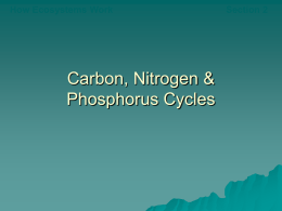 Carbon, Nitrogen, & Phosphorus