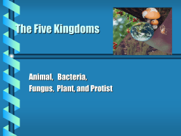 The Five Kingdoms Powerpoint