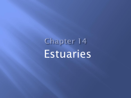 Chapter 14 Estuaries