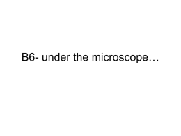 B6- under the microscope