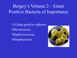 Bergey`s Volume 2 – Gram Positive Bacteria of Importance