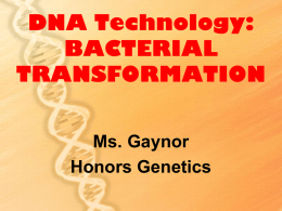 LECTURE #20: Bacterial Transformation and Gel