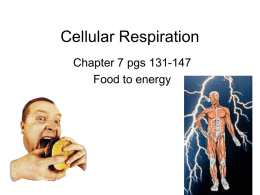 CellularRespirationglycolysis