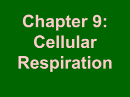 Cell Respiration for Packet Use