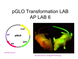 PGLO Transformation LAB AP LAB 7