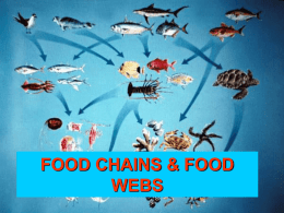 FOOD CHAINS & FOOD WEBS