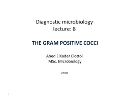 the gram positive cocci