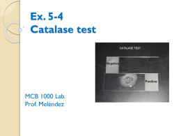 Ex. 5-4 Catalase test
