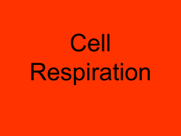 aerobic cell respiration