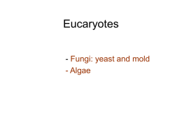 lecture notes-microbiology-4-Eucaryotes-yeast-mold-algae