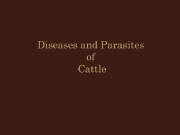 Diseases and Parasites of Beef Cattle